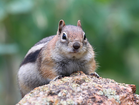 Golden Mantled Ground Squirrel - Pikes Peak, Colorado