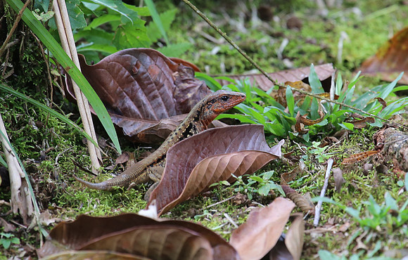 Delicate Whiptail - Costa Rica