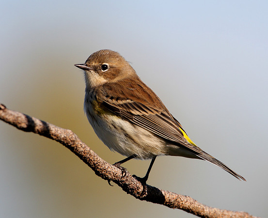 Yellow-rumped Warbler