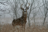 White-tailed Deer - The Grass Is Always Greener