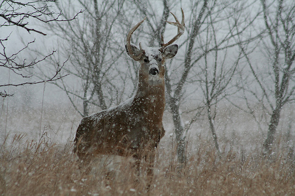 White-tailed Deer - The Grass Is Always Greener