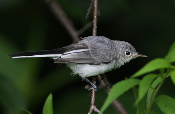 Blue-gray Gnatcatcher