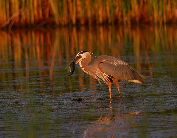 Great Blue Heron (with fish)