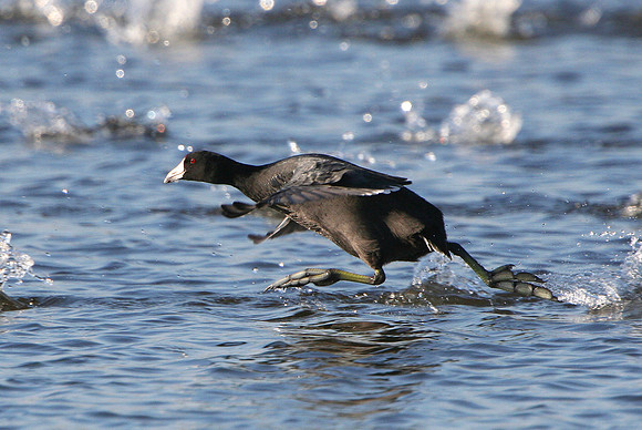 American Coot
