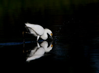 Snowy Egret