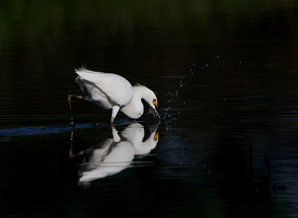 Snowy Egret