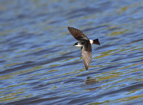 Mangrove Swallow - Tarcol River, Costa Rica