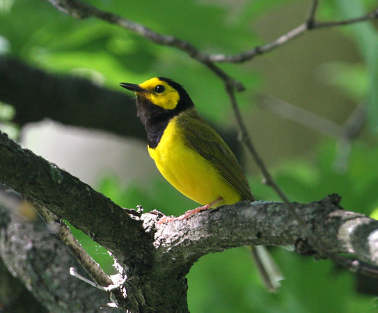 Hooded Warbler
