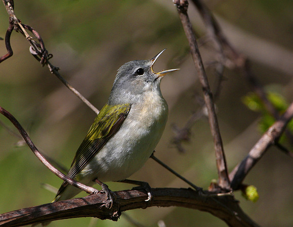 Tennessee Warbler