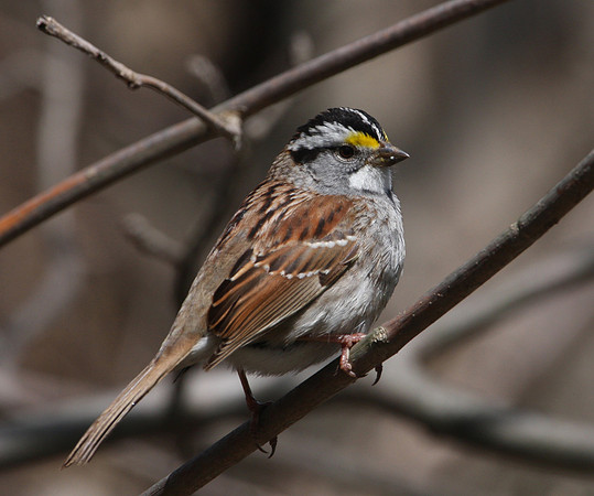 White-throated Sparrow