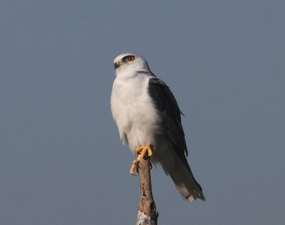 White-tailed Kite
