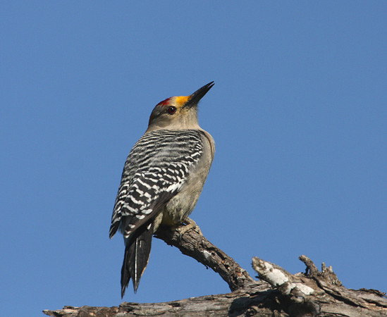Golden-fronted Woodpecker