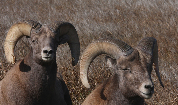 Bighorn Sheep Badland, South Dakota