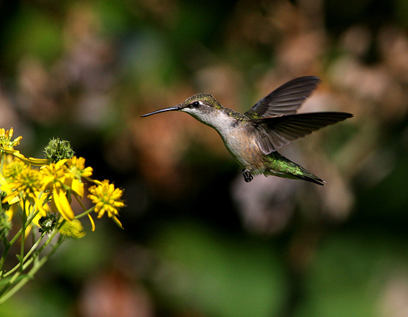Ruby-throated Hummingbird