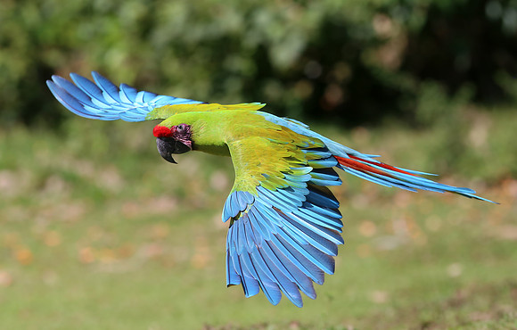 Great Green Macaw - Selva Verde, Costa Rica