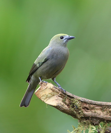 Palm Tanager - Laguna Lagarto, Costa Rica
