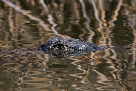 American Alligator