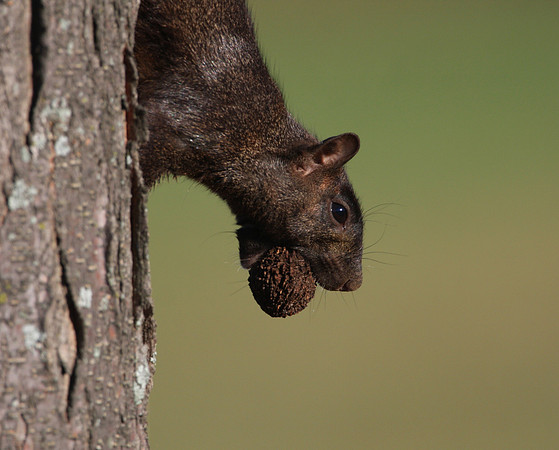 Eastern Gray Squirrel - Black Phase