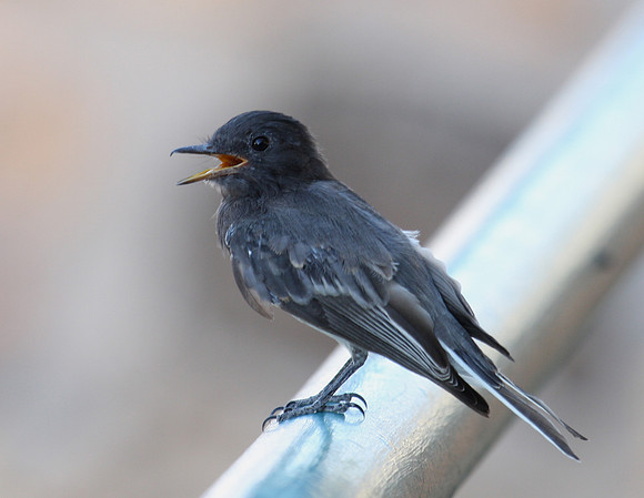Black Phoebe