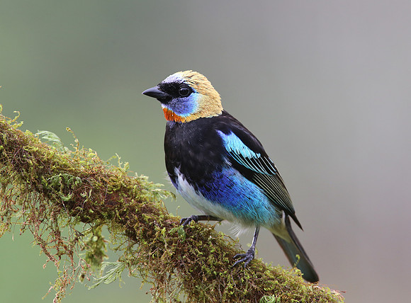 Golden-hooded Tanager- Laguna Lagarto, Costa Rica