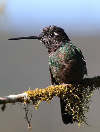 Magnificent Hummingbird - Suria, Costa Rica