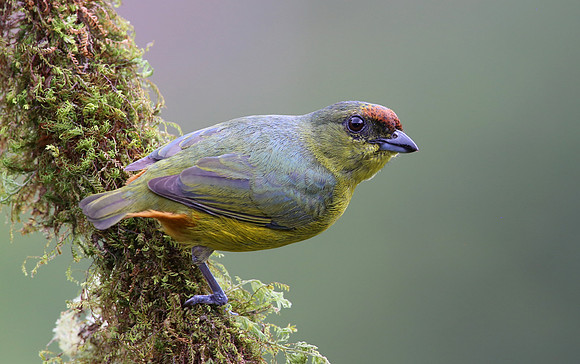 Olive-backed Euphonia - Laguna Lagarto, Costa Rica