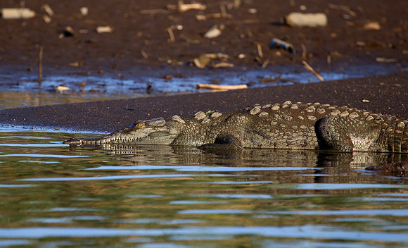 American Crocodile - Tarcol River, Costa Rica