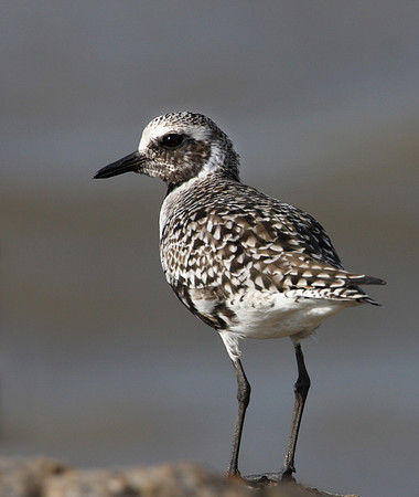 Black-bellied Plover Anahuac National Wildlife Refuge Texas