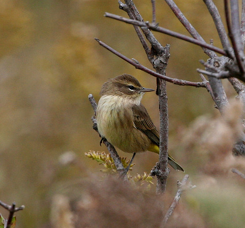 Palm Warbler