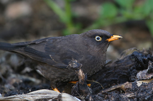 Sooty Thrush - Costa Rica