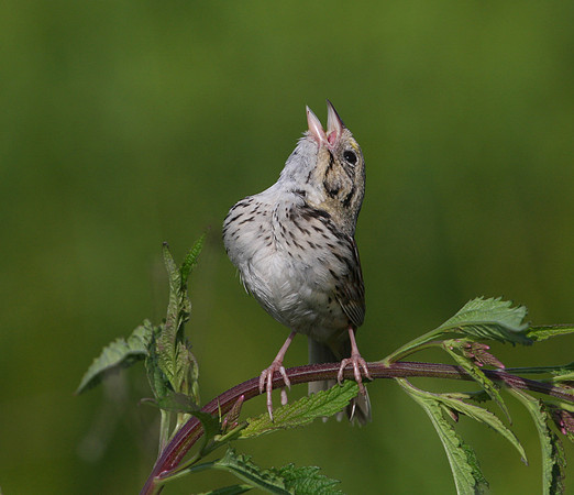 Henslow's Sparrow Singing