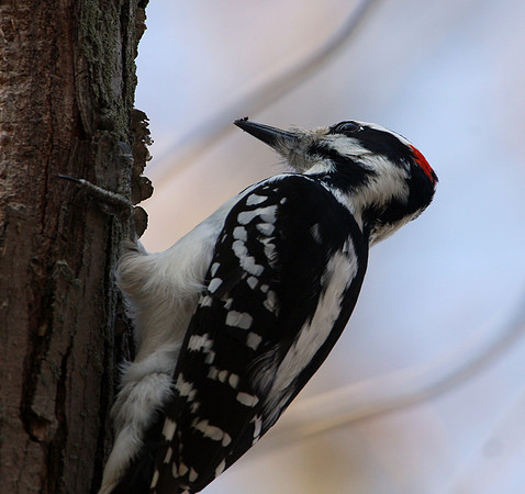 Hairy Woodpecker