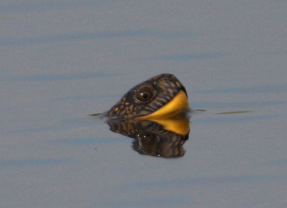 Blanding's Turtle