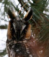 Long-eared Owl