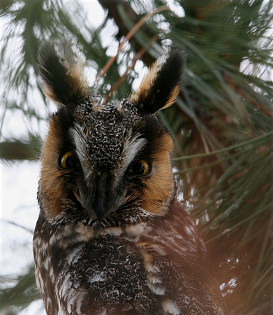 Long-eared Owl