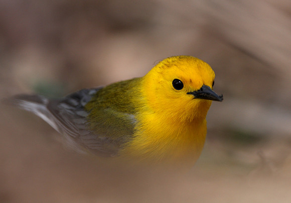 Prothonotary Warbler