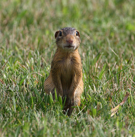 Thirteen-lined Ground Squirrel (aka Striped Gopher)