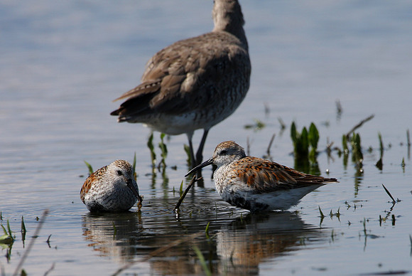Dunlin