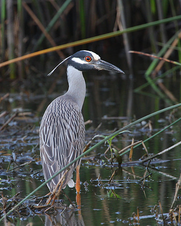 Yellow-crowned Night Heron Louisianna Roadside
