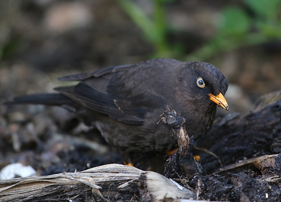 Sooty Thrush - Costa Rica