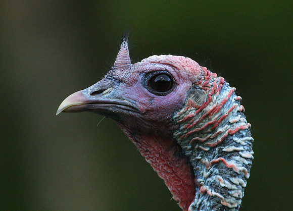 Wild Turkey