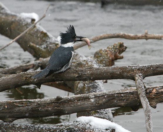 Belted Kingfisher