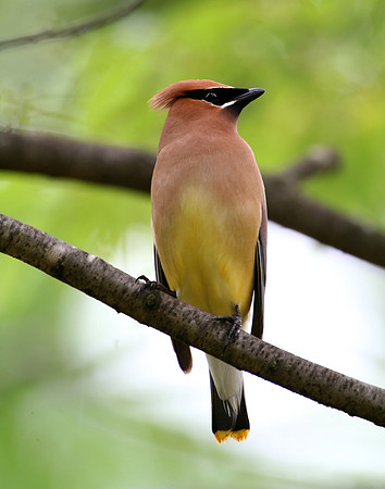 Cedar Waxwing (after eating a 17 year cicada)