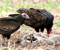 Turkey Vulture