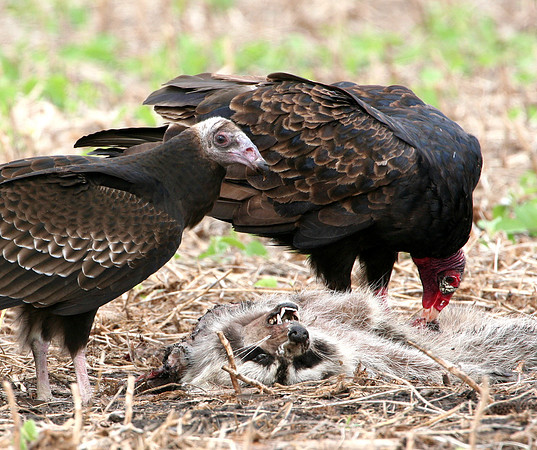 Turkey Vulture