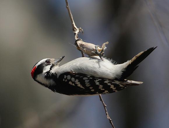 Downy Woodpecker with caccoon?