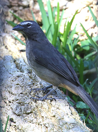 Grayish Saltator - San Jose, Costa Rica