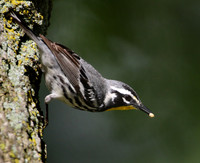 Yellow-throated Warbler with Grub