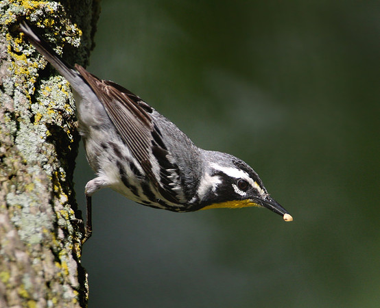 Yellow-throated Warbler with Grub