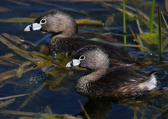 Pied-billed Grebe